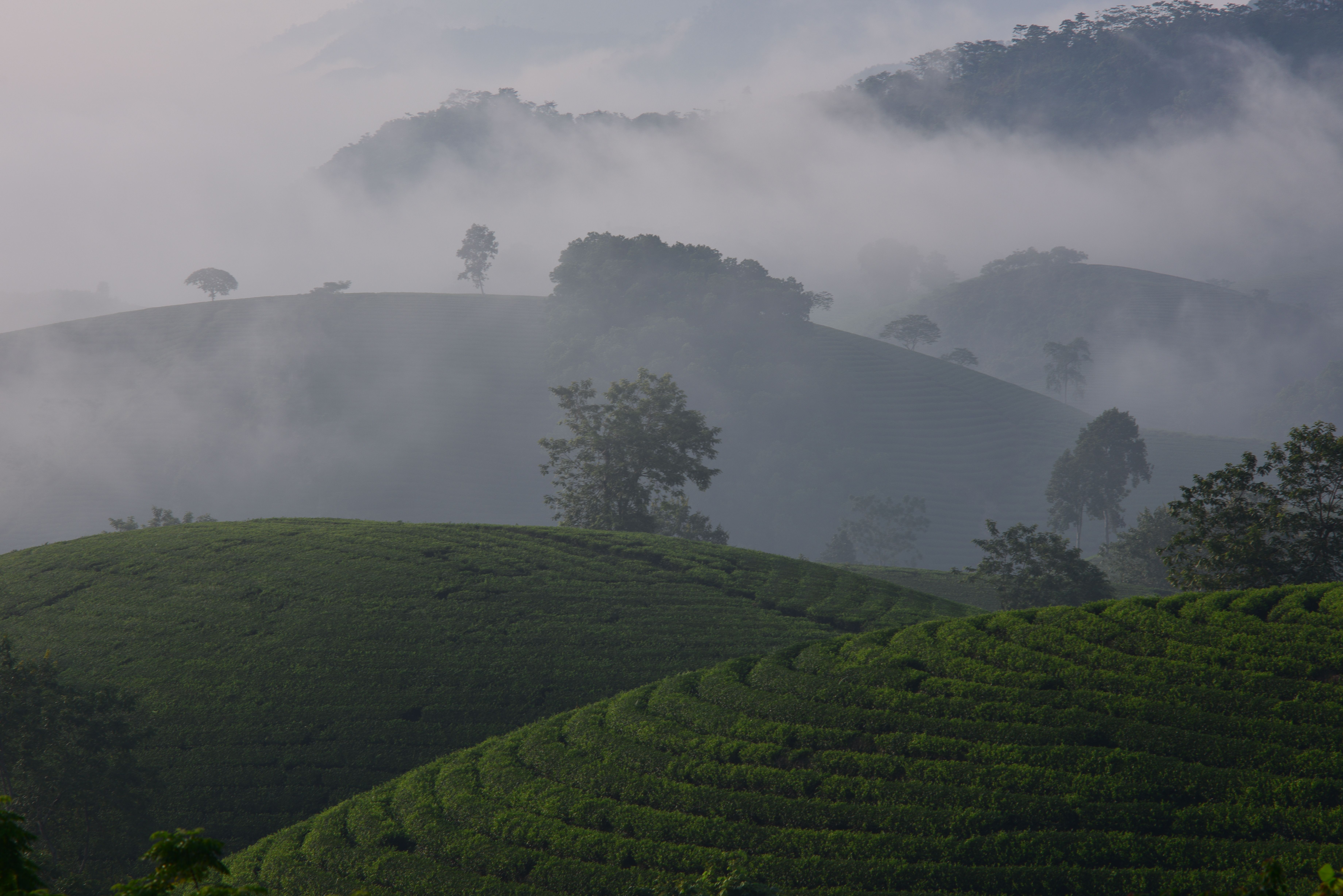 Green tea and coffee slopes below the Aberdare range near Nyeri, central Kenya