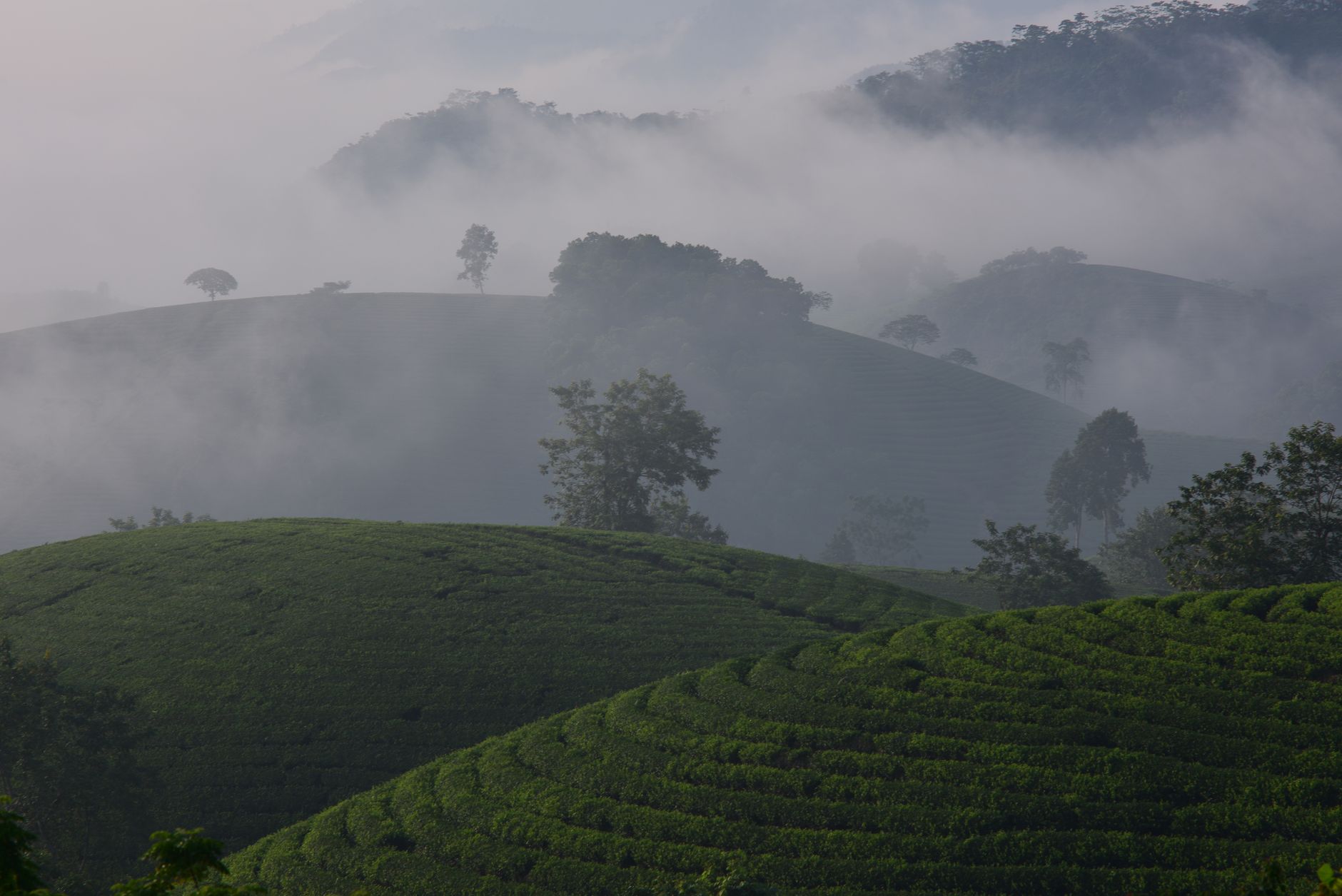 Green tea and coffee slopes below the Aberdare range near Nyeri, central Kenya