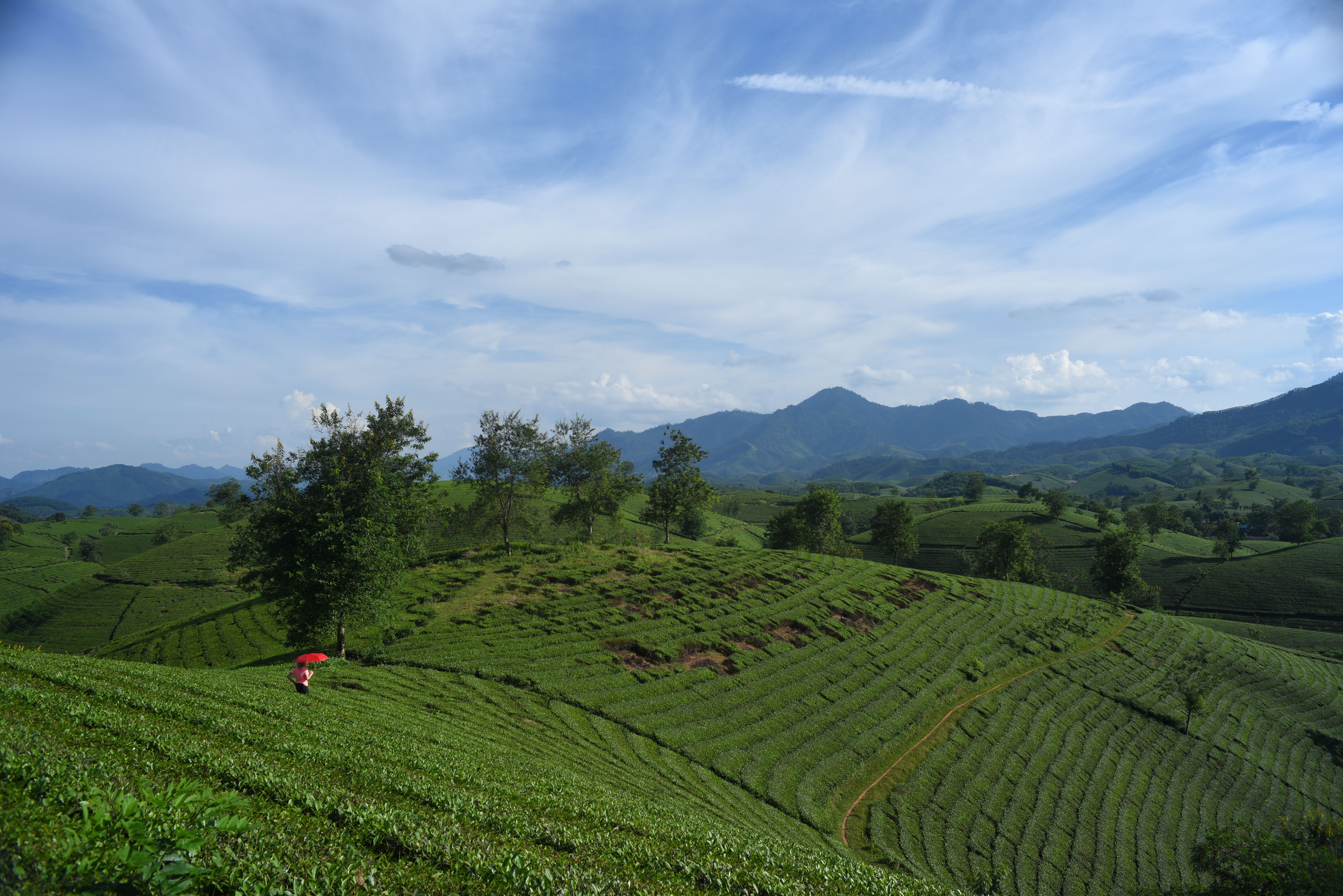 Lush Green Tea Plantation in Scenic Mountain Landscape