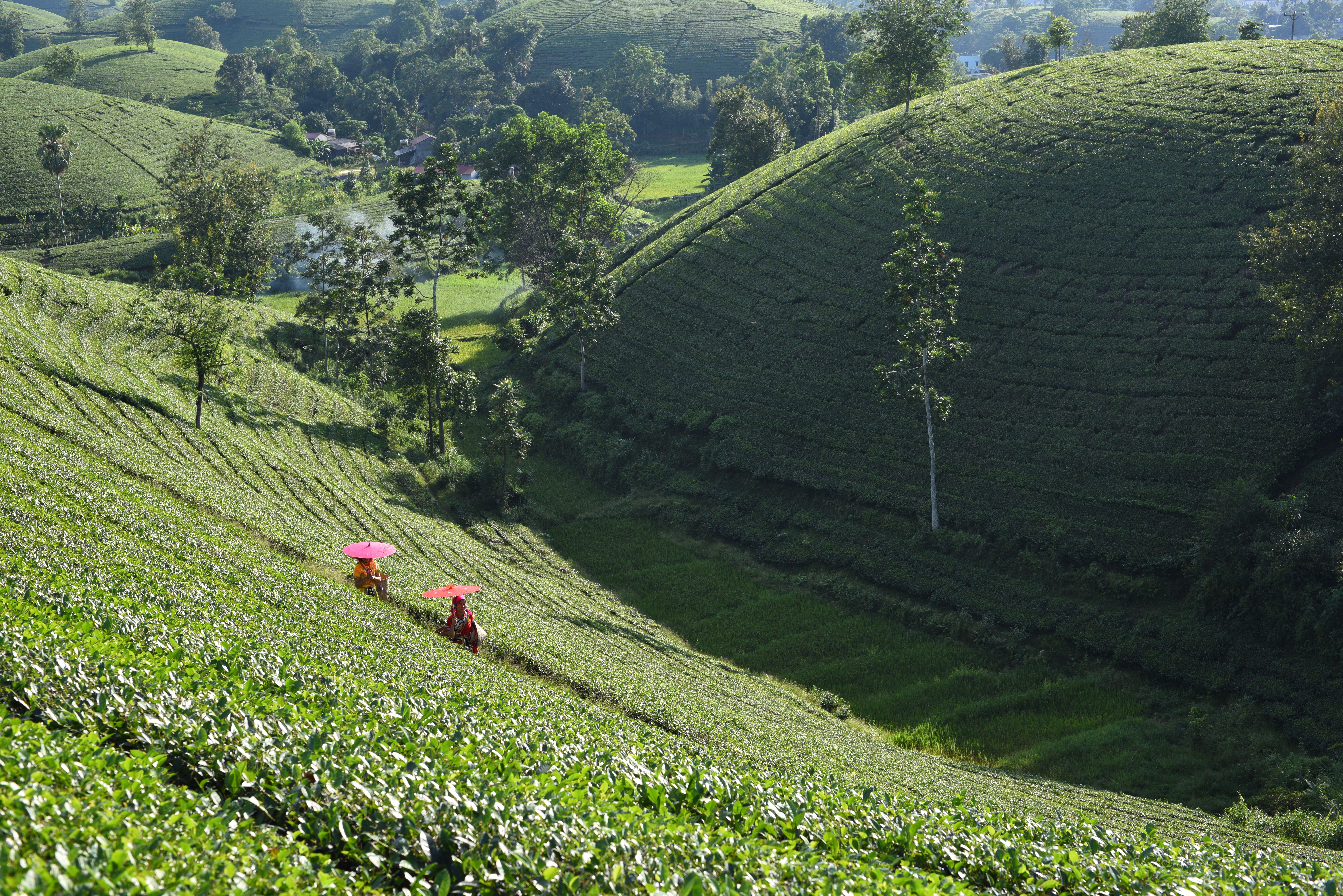 Tea Plantation with Workers in Traditional Attire