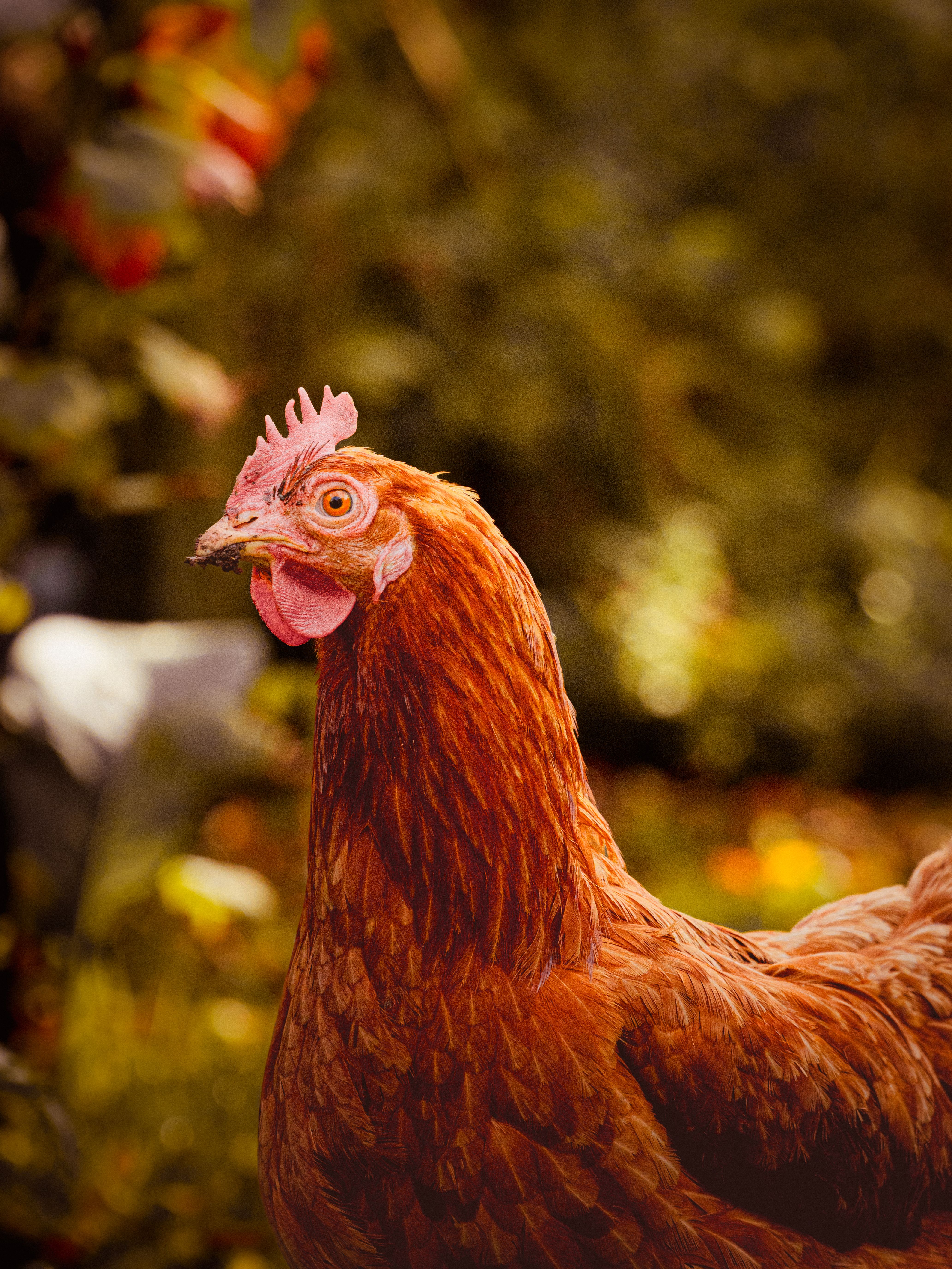 Close-up of a Hen in a Sunny Garden · Free Stock Photo