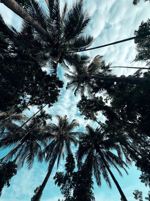 Free Tall palm trees in lush tropical forest with vibrant blue sky in Noakhali, Bangladesh. Stock Photo