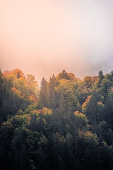 Sunlit autumn forest with vibrant foliage and misty atmosphere.