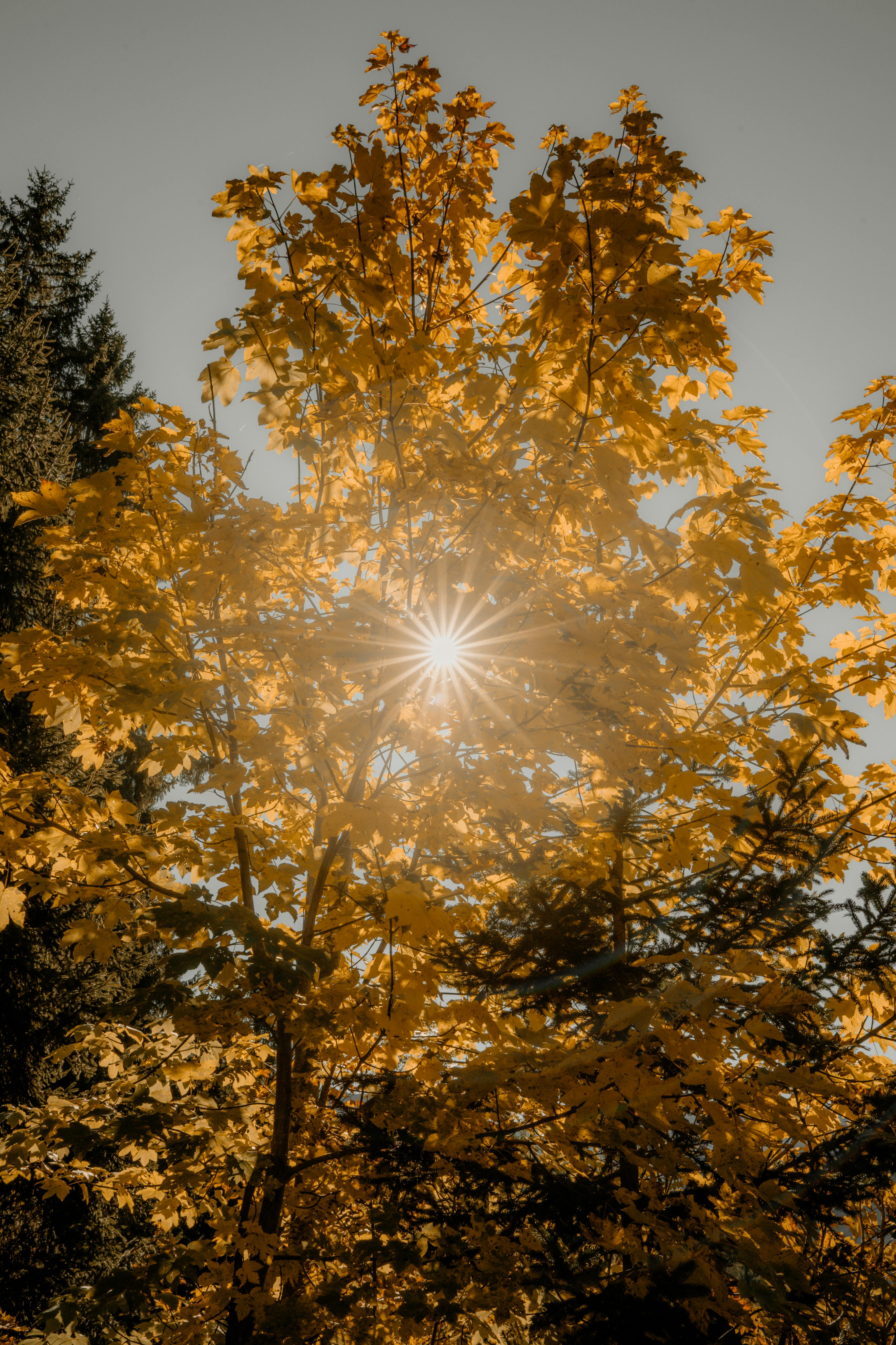 Fall Sun Photos, Download The BEST Free Fall Sun Stock Photos & HD Fall Sun Photos, Download The BEST Free Fall Sun Stock Photos & HD
