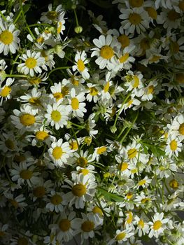 A stunning close-up of white daisies with vibrant yellow centers, blooming under sunlight.