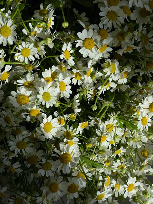 A stunning close-up of white daisies with vibrant yellow centers, blooming under sunlight.