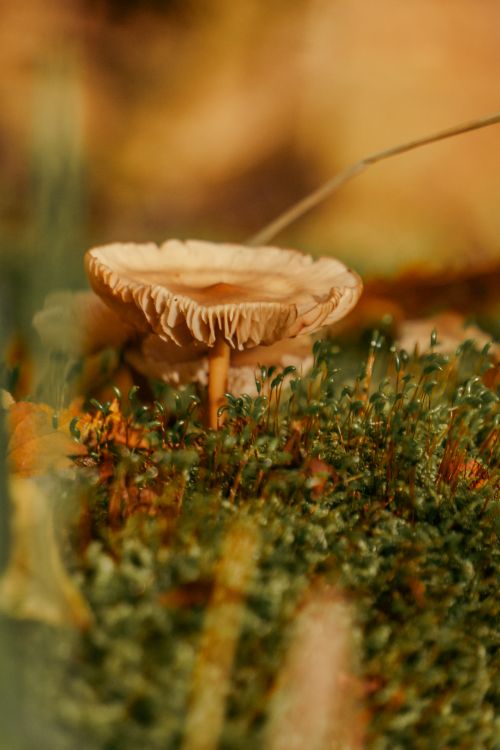 Free Warm, artistic close-up of a mushroom in an autumn forest setting. Stock Photo