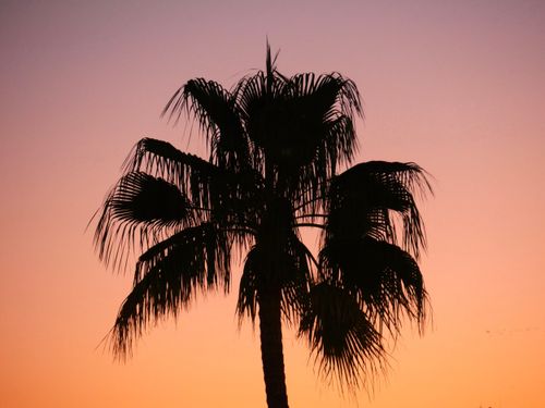 Free Serene sunset with palm tree silhouette against an orange and violet sky, evoking a tropical paradise. Stock Photo