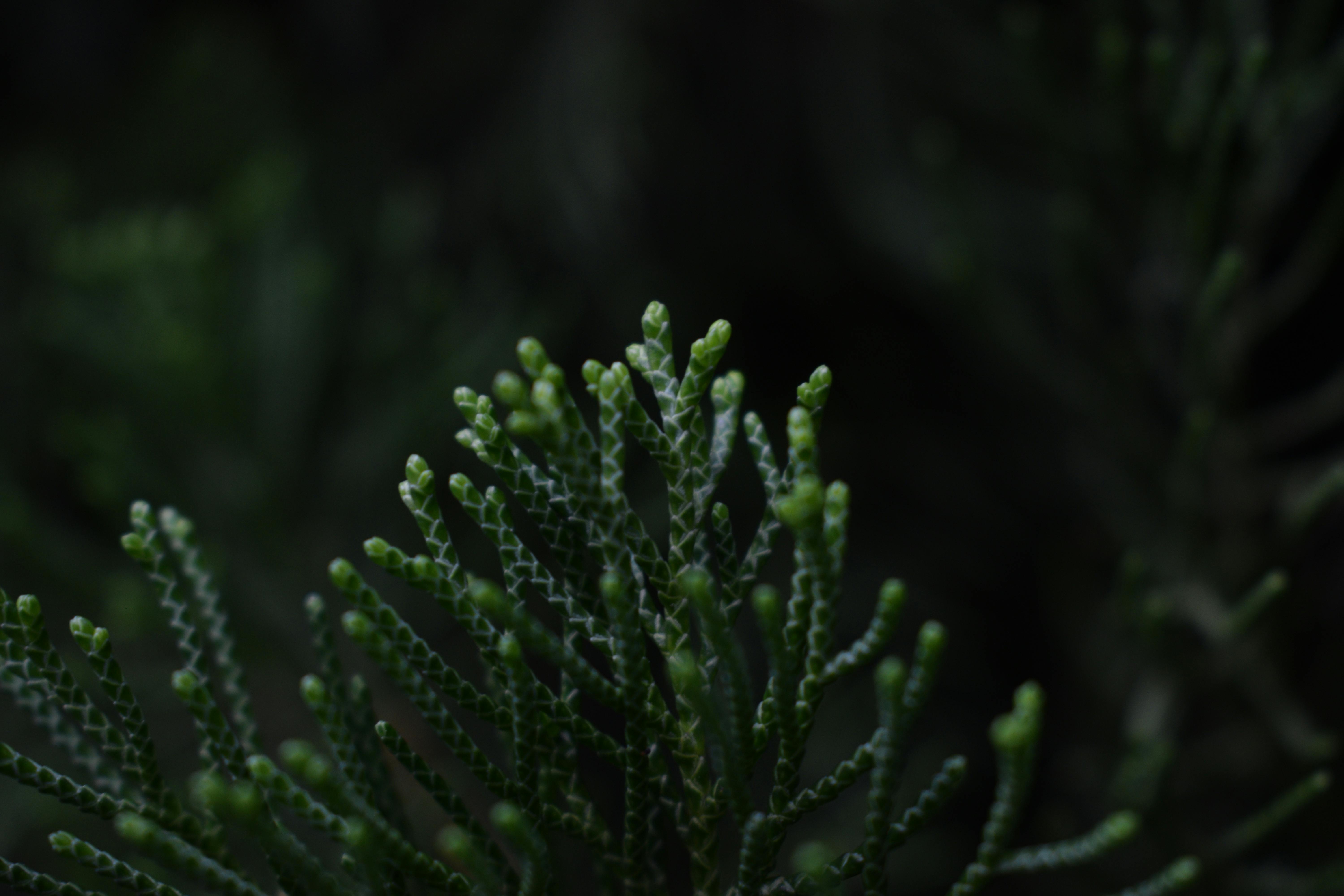 Análisis de Componentes y Variedades de Coníferas Enanas para Jardines Pequeños