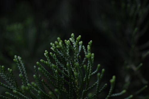 Free Close-up of lush green pine needles with dark, moody background in Tokyo, Japan. Stock Photo