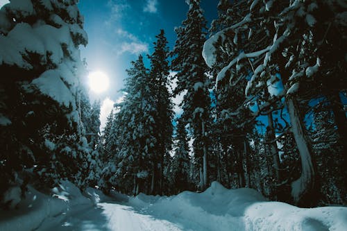 Free stock photo of pine trees, rays, snow