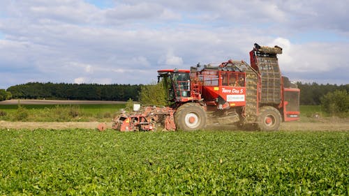 Cool Nights Sweeten Beet Harvests Across Local Farms