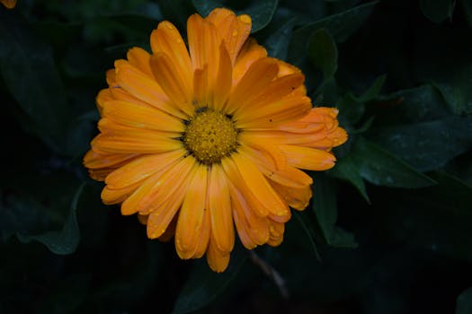 Vivid English marigold flower with raindrops on petals, captured outdoors in gloomy weather.