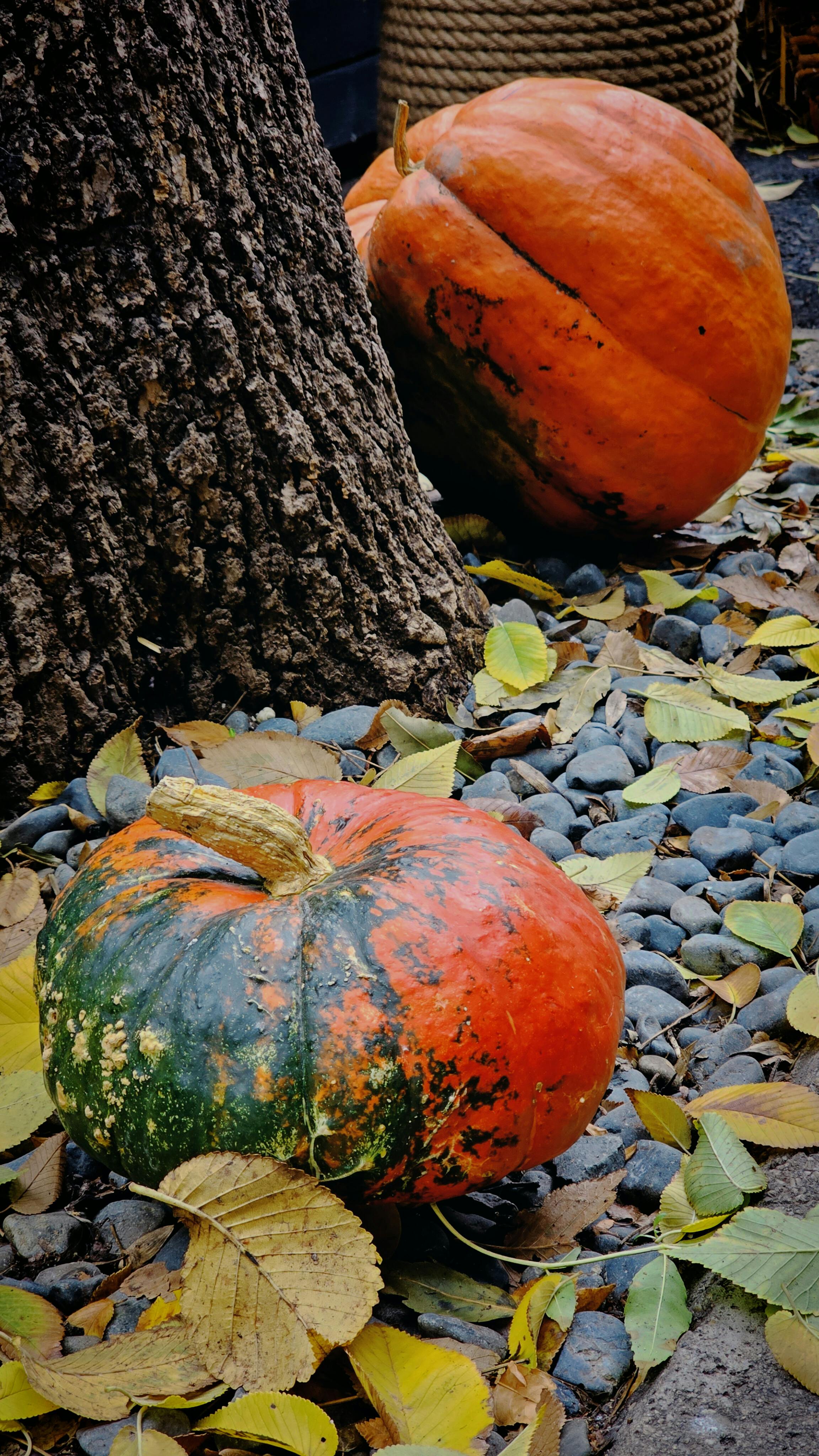 🔥 [40+] Autumn Pumpkins Desktop Wallpapers | WallpaperSafari, image size:2304x4096