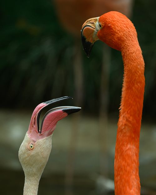 Free Close-up of two flamingos showcasing vibrant colors and distinct beaks. Stock Photo