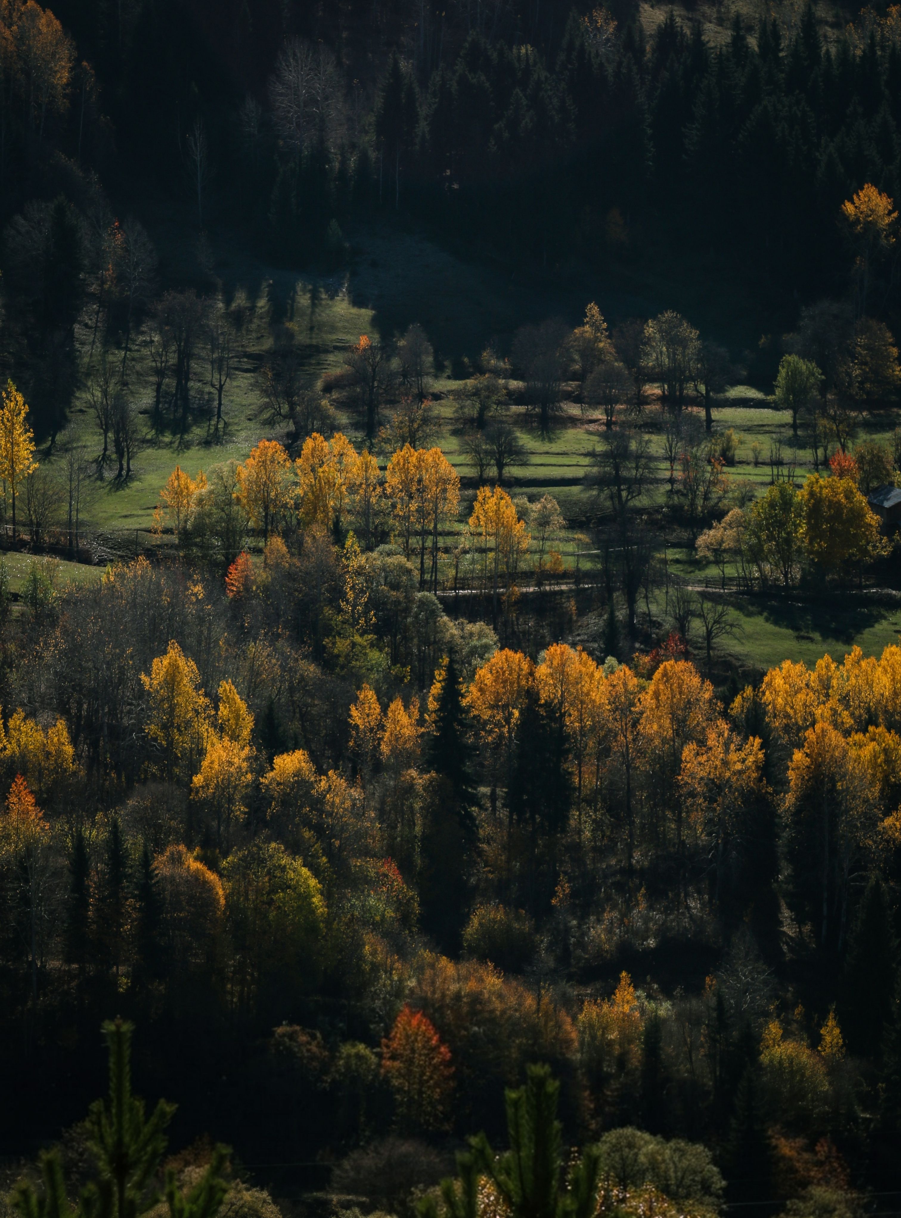 Beautiful autumn forest landscape in Artvin, showcasing vibrant fall colors.