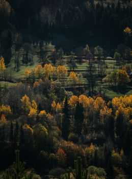 Beautiful autumn forest landscape in Artvin, showcasing vibrant fall colors.
