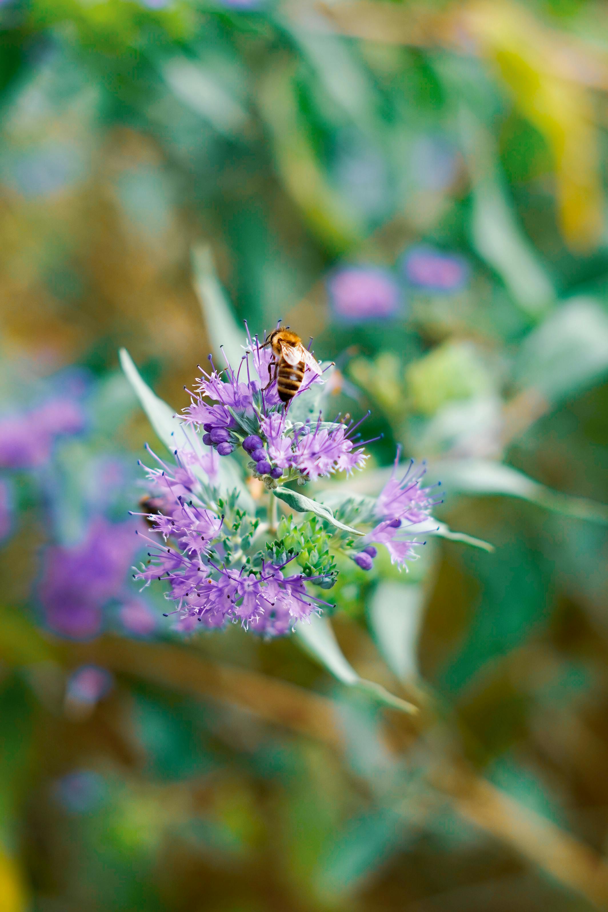 Kostnadsfria En närbild av ett honungsbi som samlar nektar från lila blommor i höstlövverk i Tyskland. Stock foto