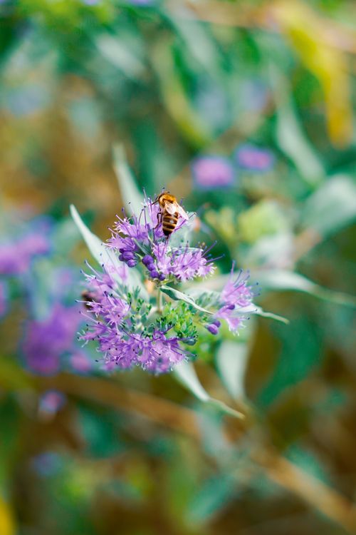Kostnadsfria En närbild av ett honungsbi som samlar nektar från lila blommor i höstlövverk i Tyskland. Stock foto