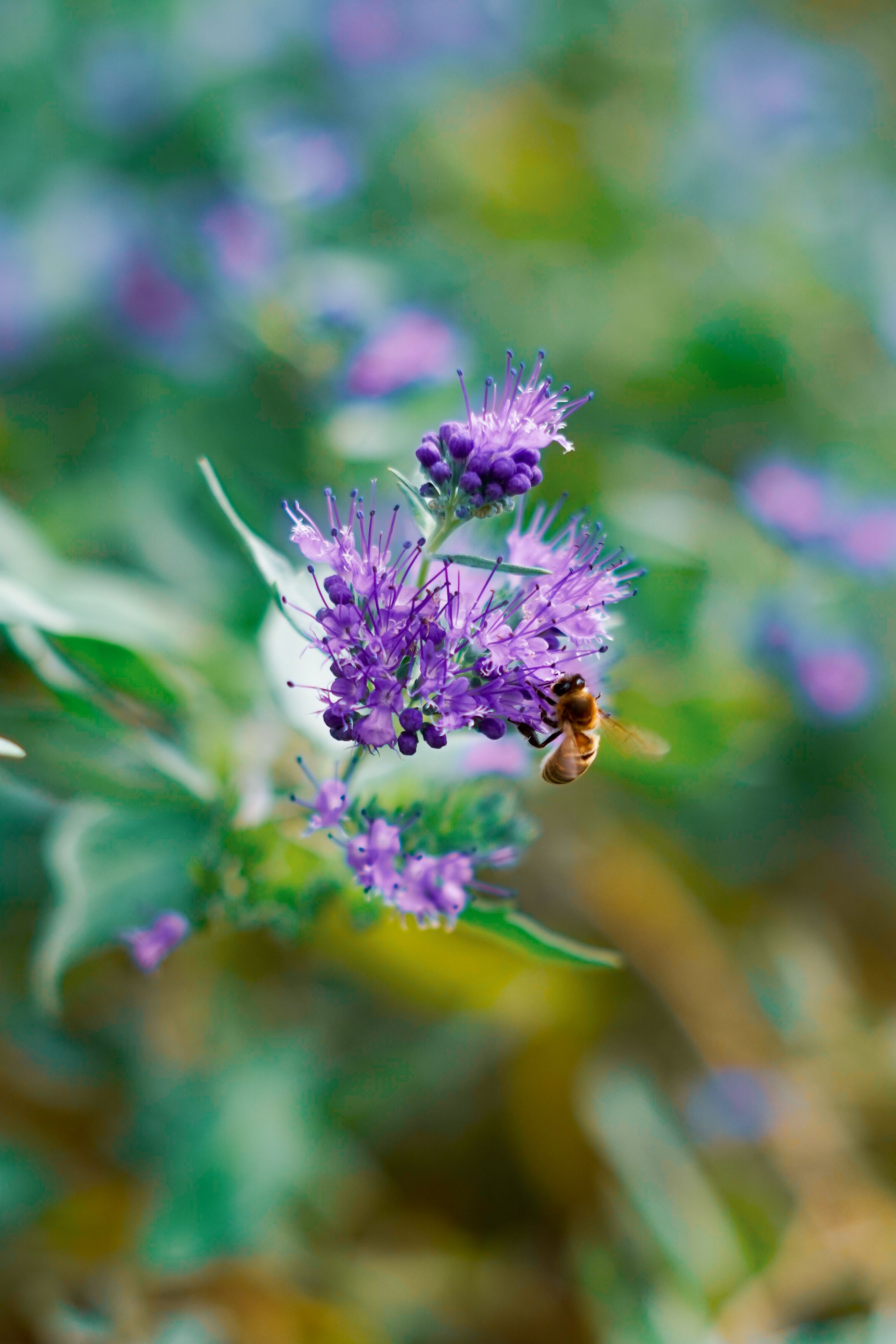 Kostnadsfria Ett honungsbi pollinerar en vibrerande lila blomma på hösten, fångad i Frankfurt, Tyskland. Stock foto