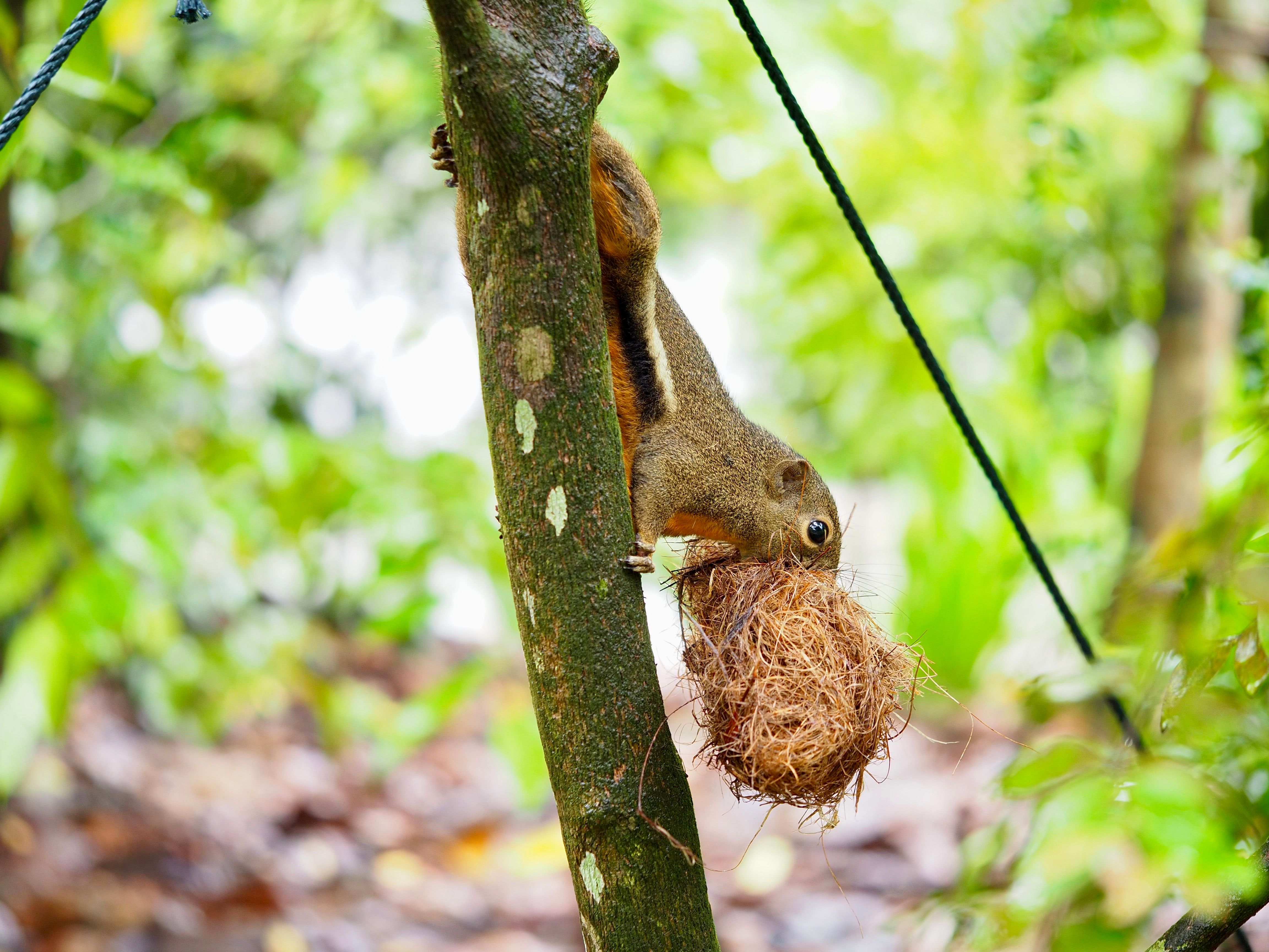 Squirrel Gathering Nesting Material in Forest · meta.free_stock.photo