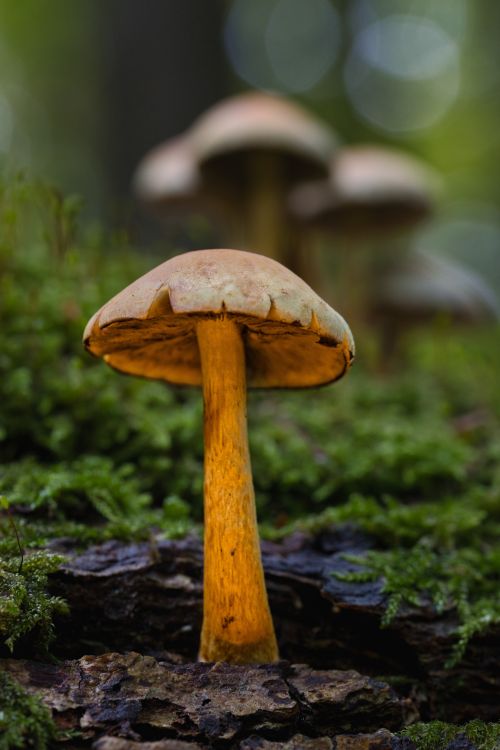 Free Detailed macro shot of a mushroom on a lush forest floor, showcasing natural textures. Stock Photo