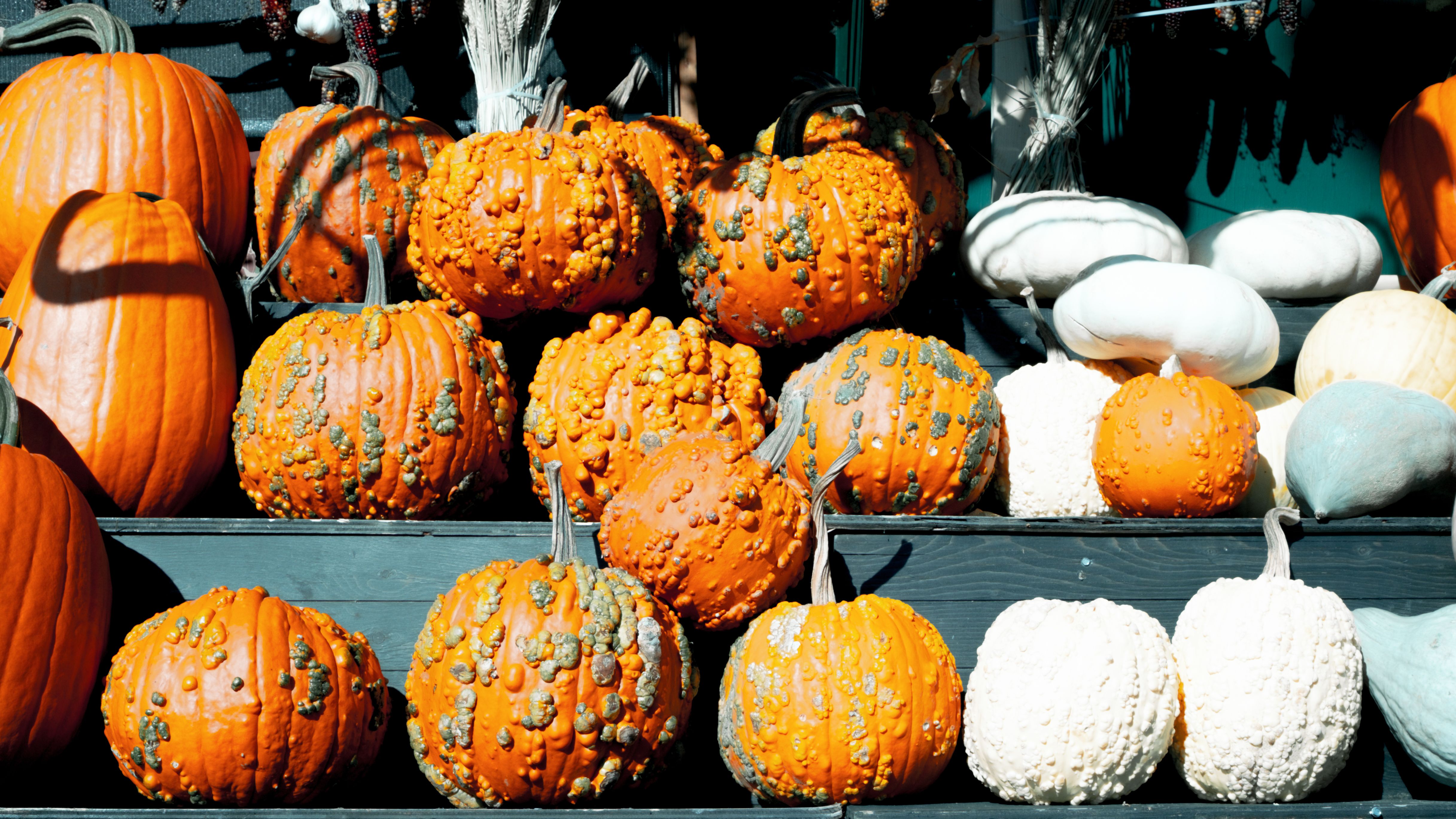 Vibrant Display of Harvest Pumpkins and Gourds · Free Stock Photo