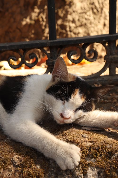 Free A calico cat peacefully napping on a sunny day in Bursa, Türkiye, against an ornamental fence. Stock Photo