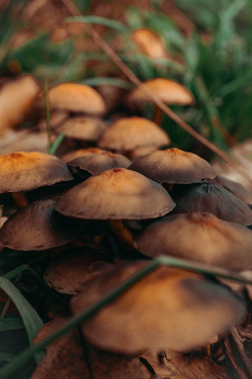 Free Close-up view of a cluster of brown mushrooms in a natural setting, showcasing intricate textures and earthy tones. Stock Photo