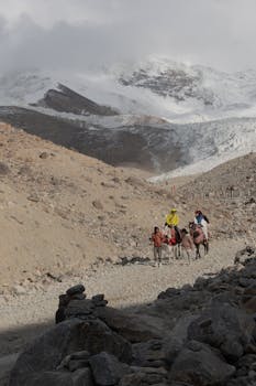 People trekking on camels in a mountainous landscape with snowy peaks in the background.