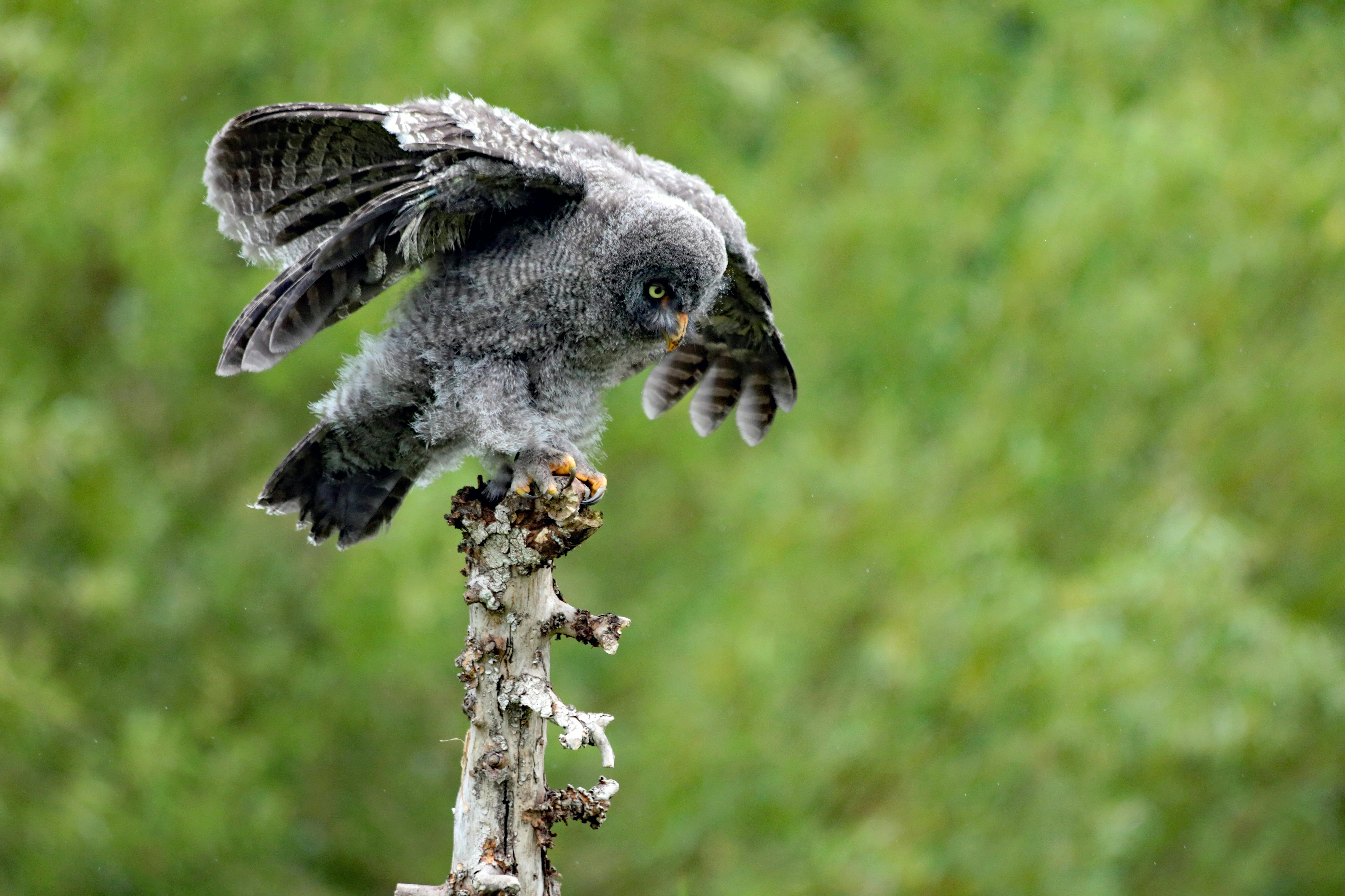 Wildlife Protection: Preserving Our Planet's Biodiversity