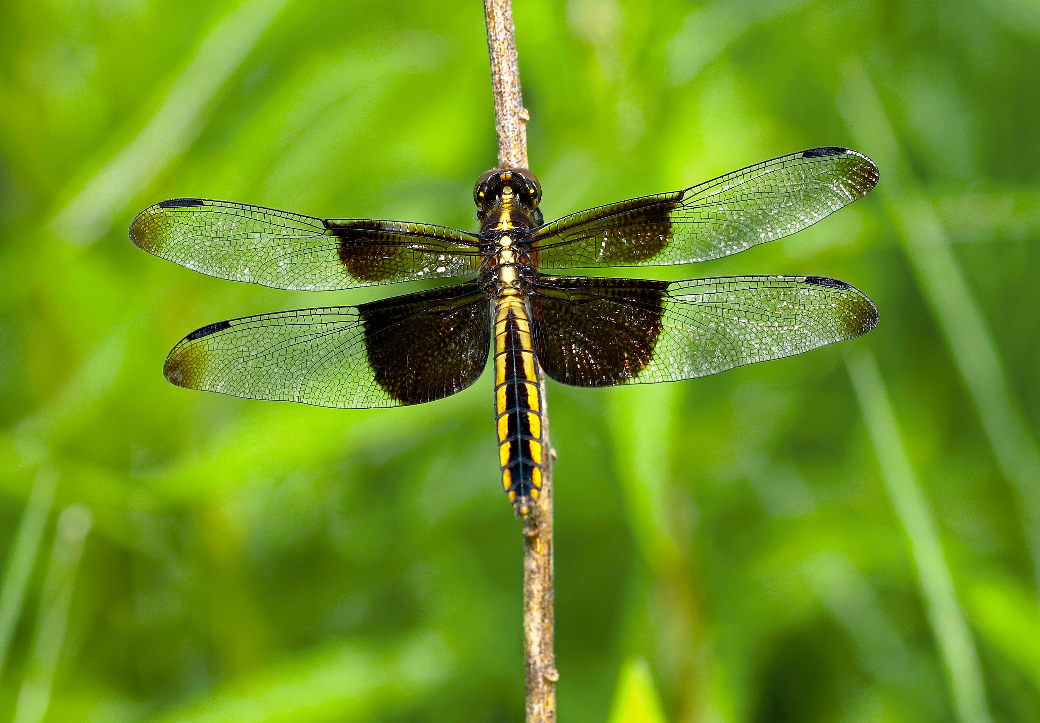 Vibrant Dragonfly Resting on a Branch · Free Stock Photo