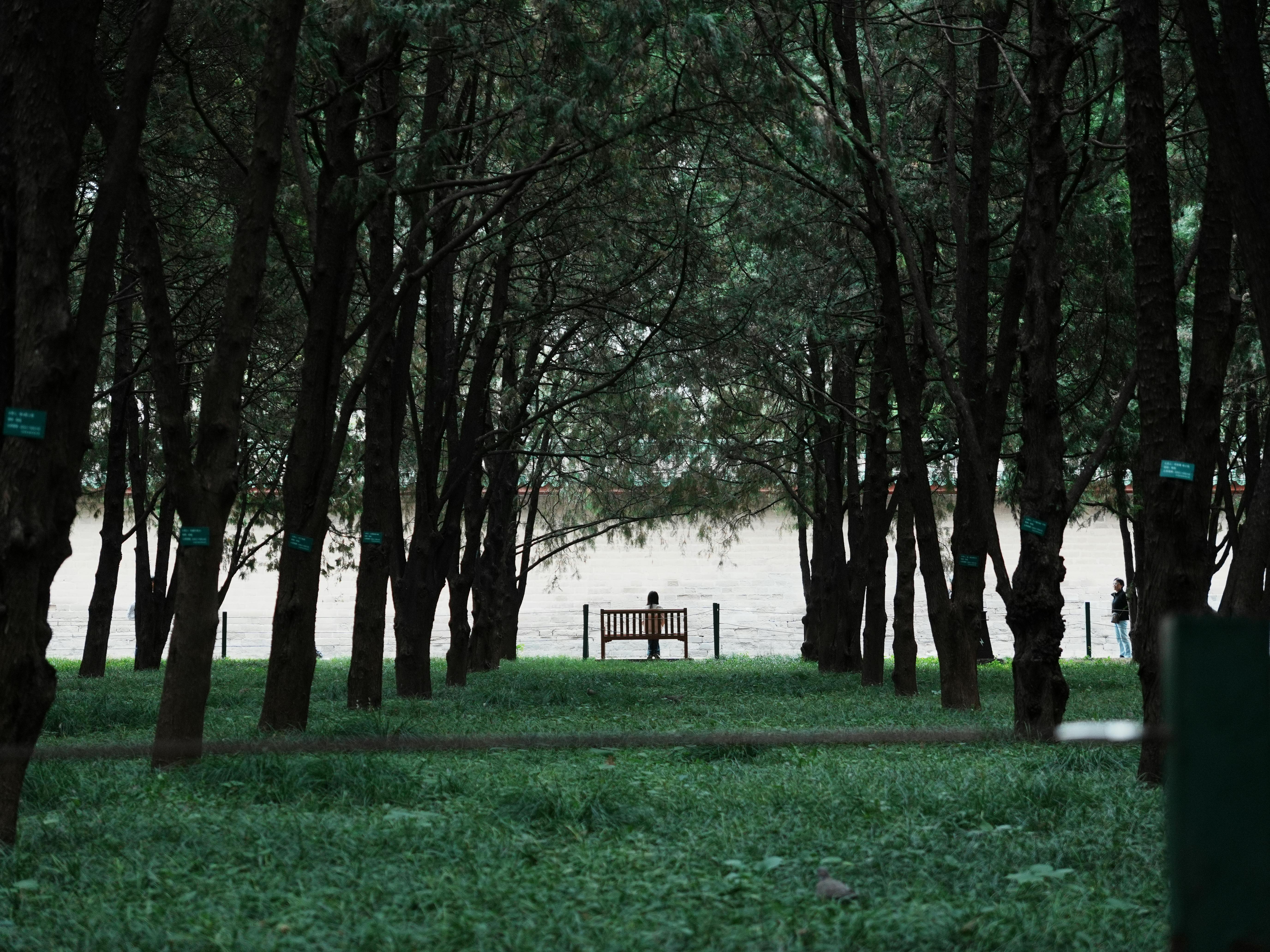 The ultimate outdoor workout: all you need is a park bench — Photo by Da Na on Pexels