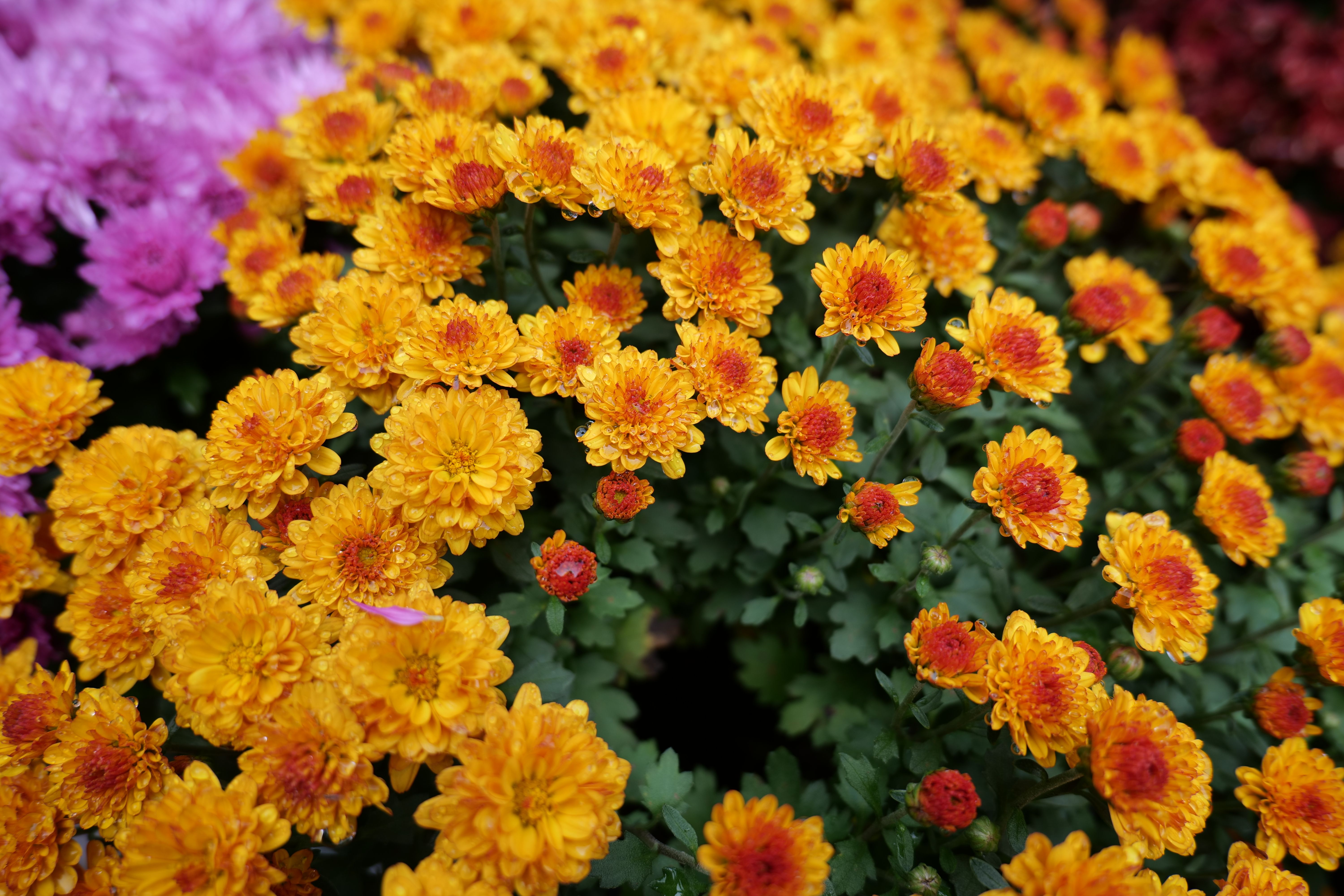 [ColoSach]-bright-orange-and-pink-chrysanthemums-in-bloom,-perfect-for-autumn-decor.