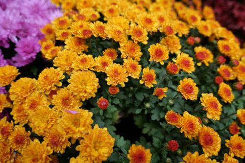 Free Bright orange and pink chrysanthemums in bloom, perfect for autumn decor. Stock Photo