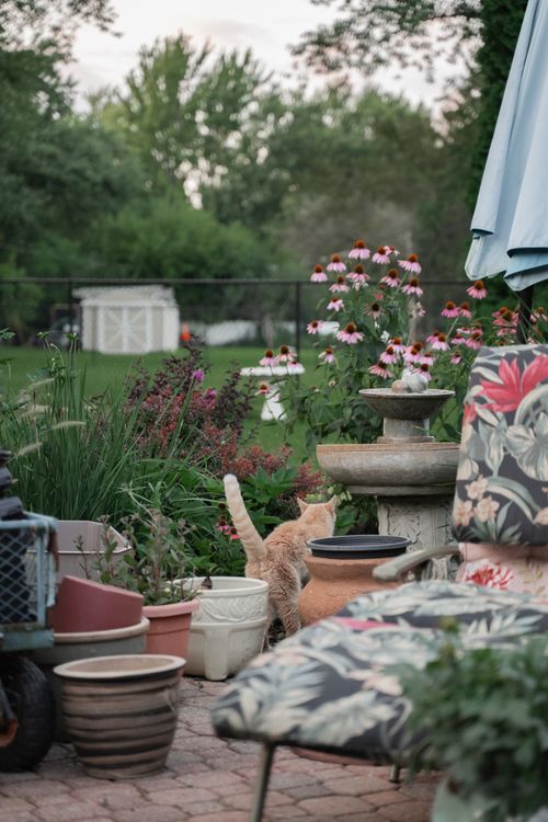 Free A peaceful garden patio featuring colorful flowers, pottery, and a curious cat exploring the surroundings. Stock Photo
