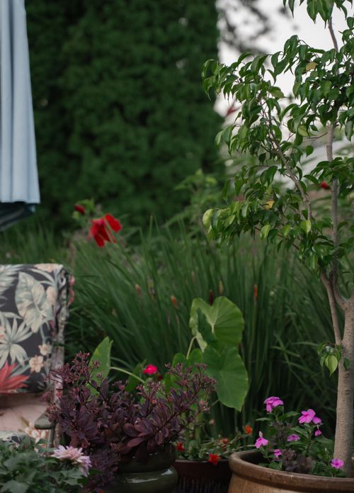 Free A cozy outdoor garden patio featuring lush plants and vibrant flowers in various pots. Stock Photo