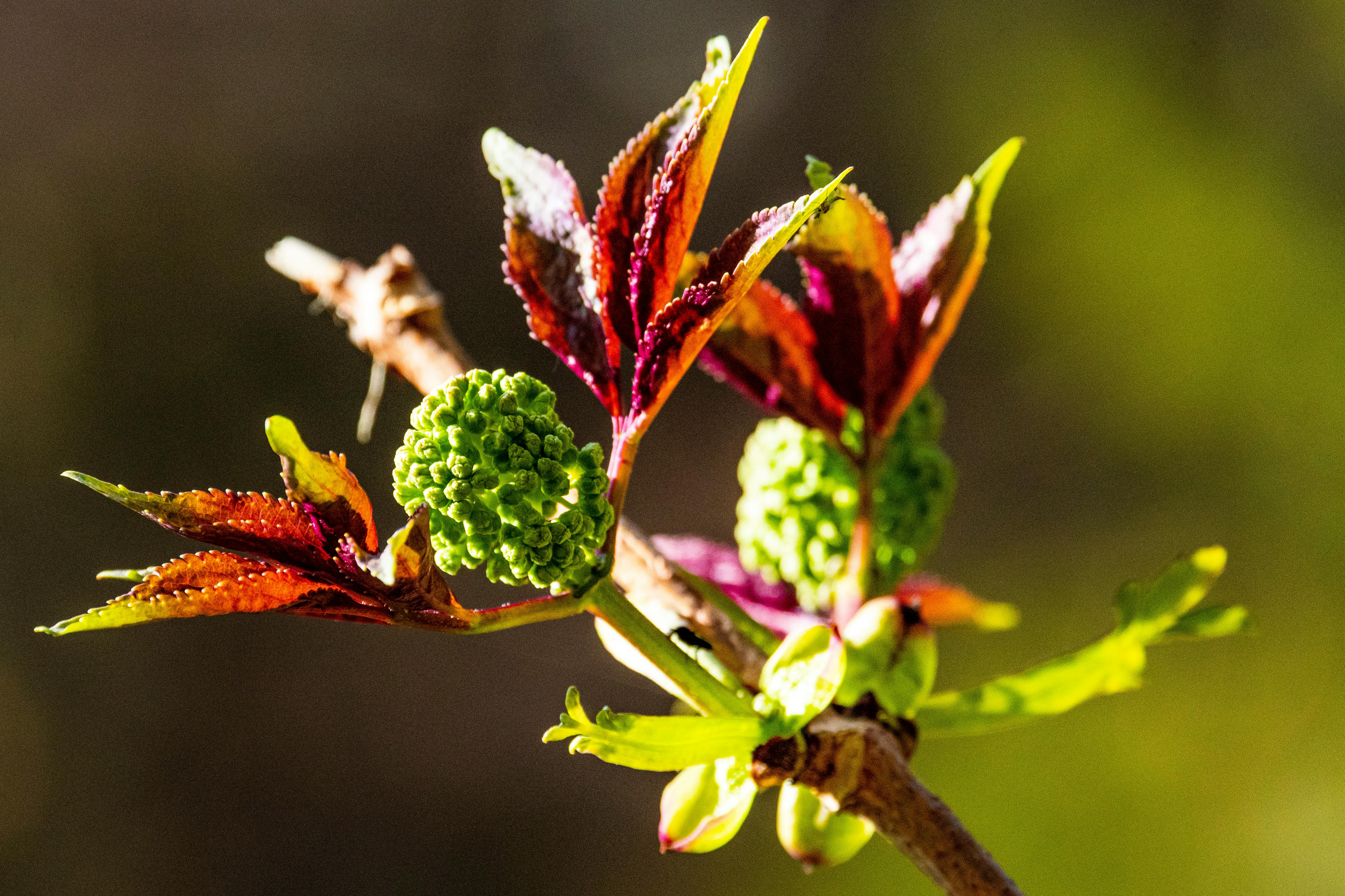 The Awakening at Ankali