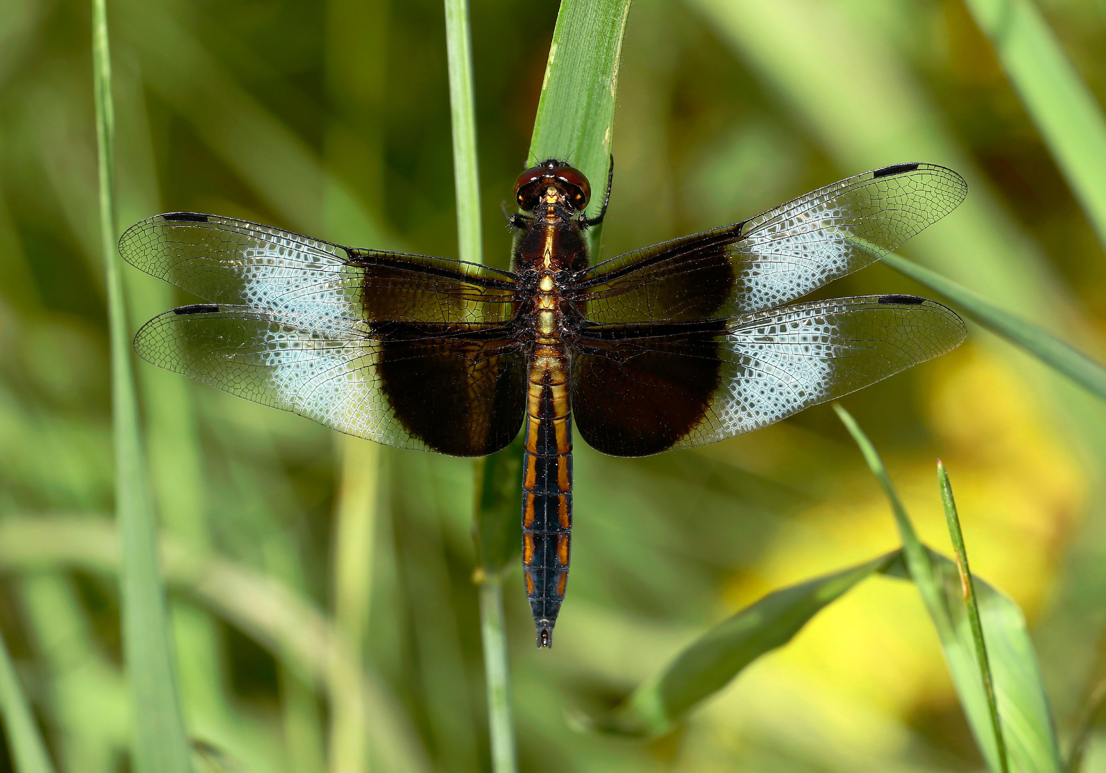 Close-Up of a Dragonfly on Greenery · Free Stock Photo