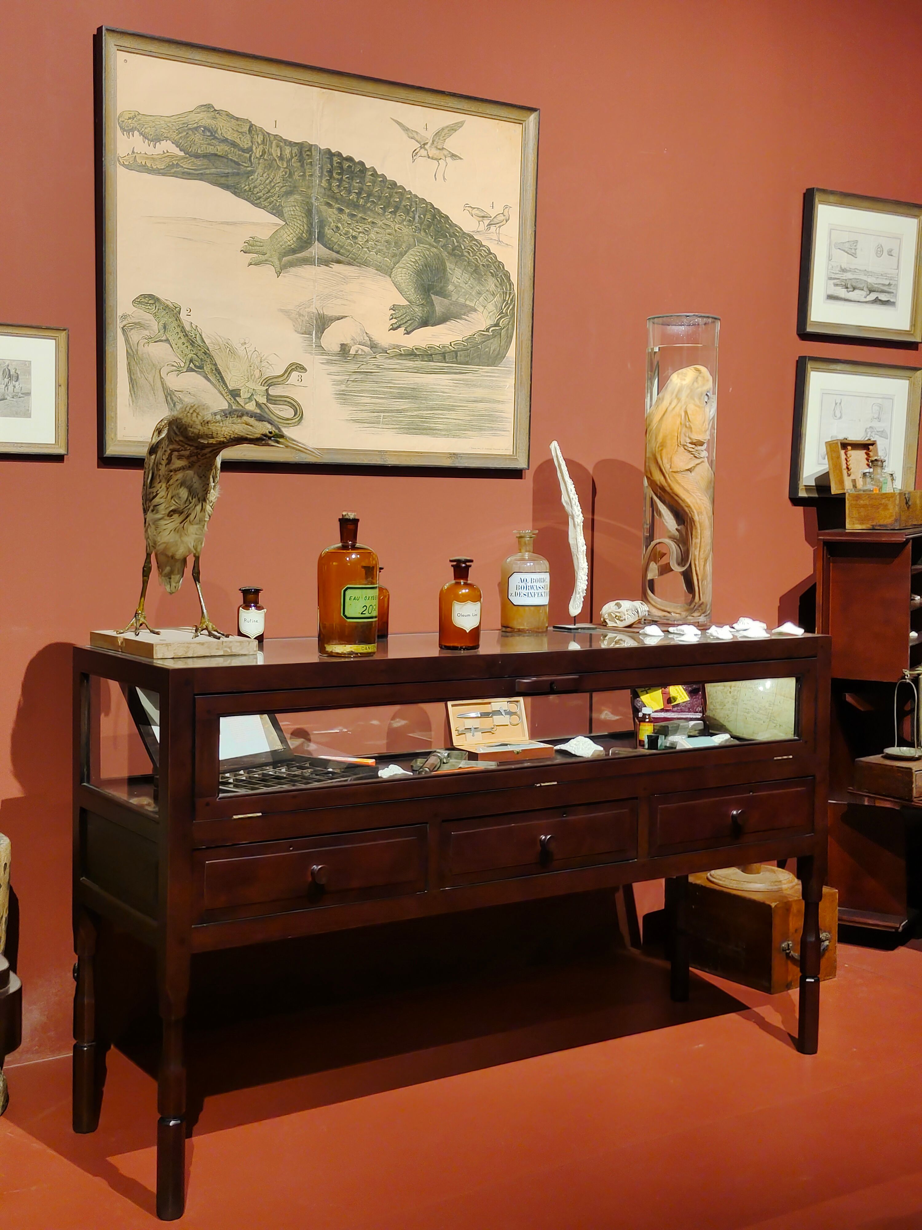 Museum exhibit displaying taxidermy, antique bottles, and preserved specimens in a vintage setting.