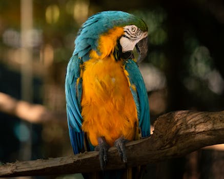Close-up of a colorful blue and gold macaw perched on a branch, showcasing vibrant plumage.