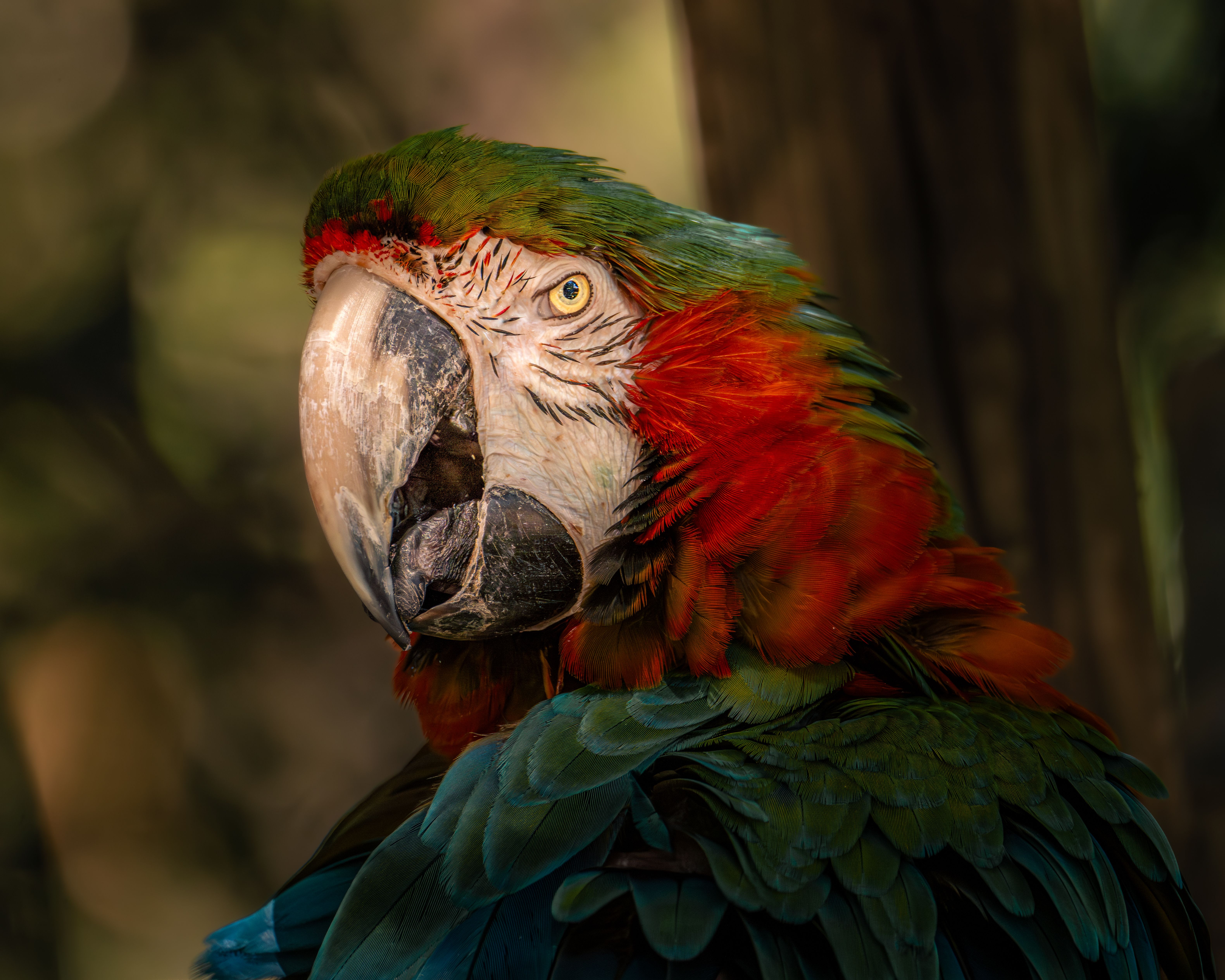 Close-up of a vibrant macaw showcasing its colorful plumage in a natural setting.