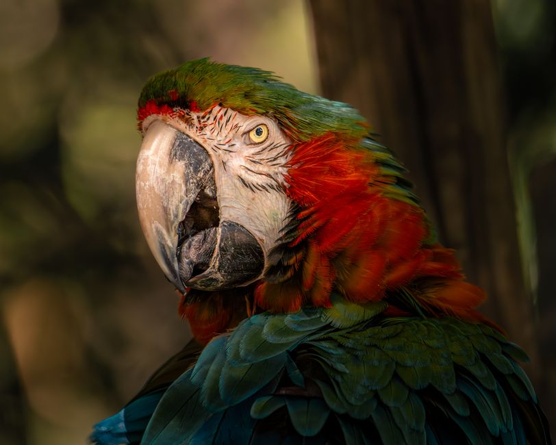 Close-up of a vibrant macaw showcasing its colorful plumage in a natural setting.