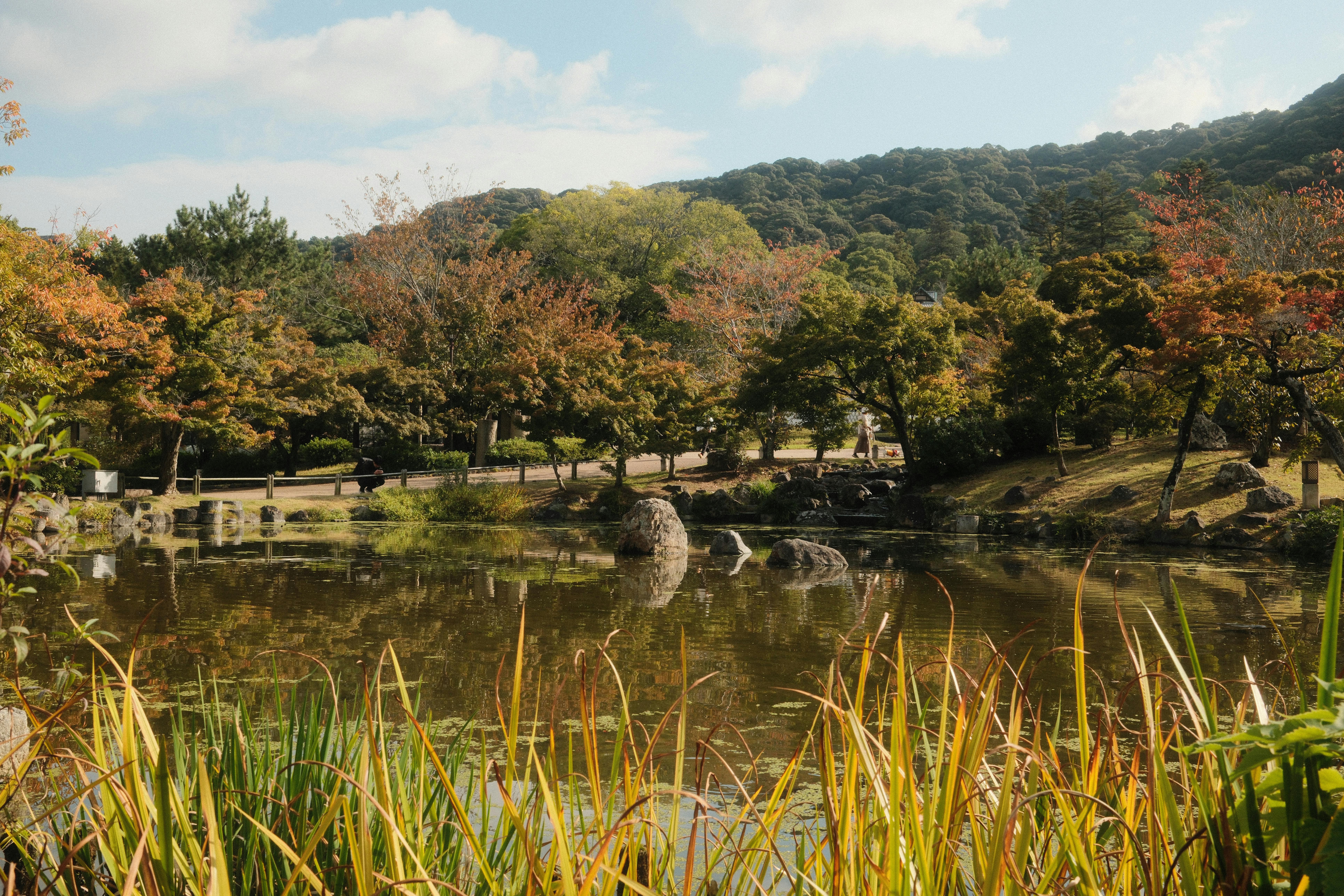 Tranquil autumn scenery of a Japanese garden pond in Kyoto with colorful foliage.