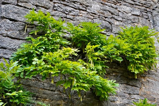 Lush green leaves growing on an ancient stone wall, blending nature and architecture.