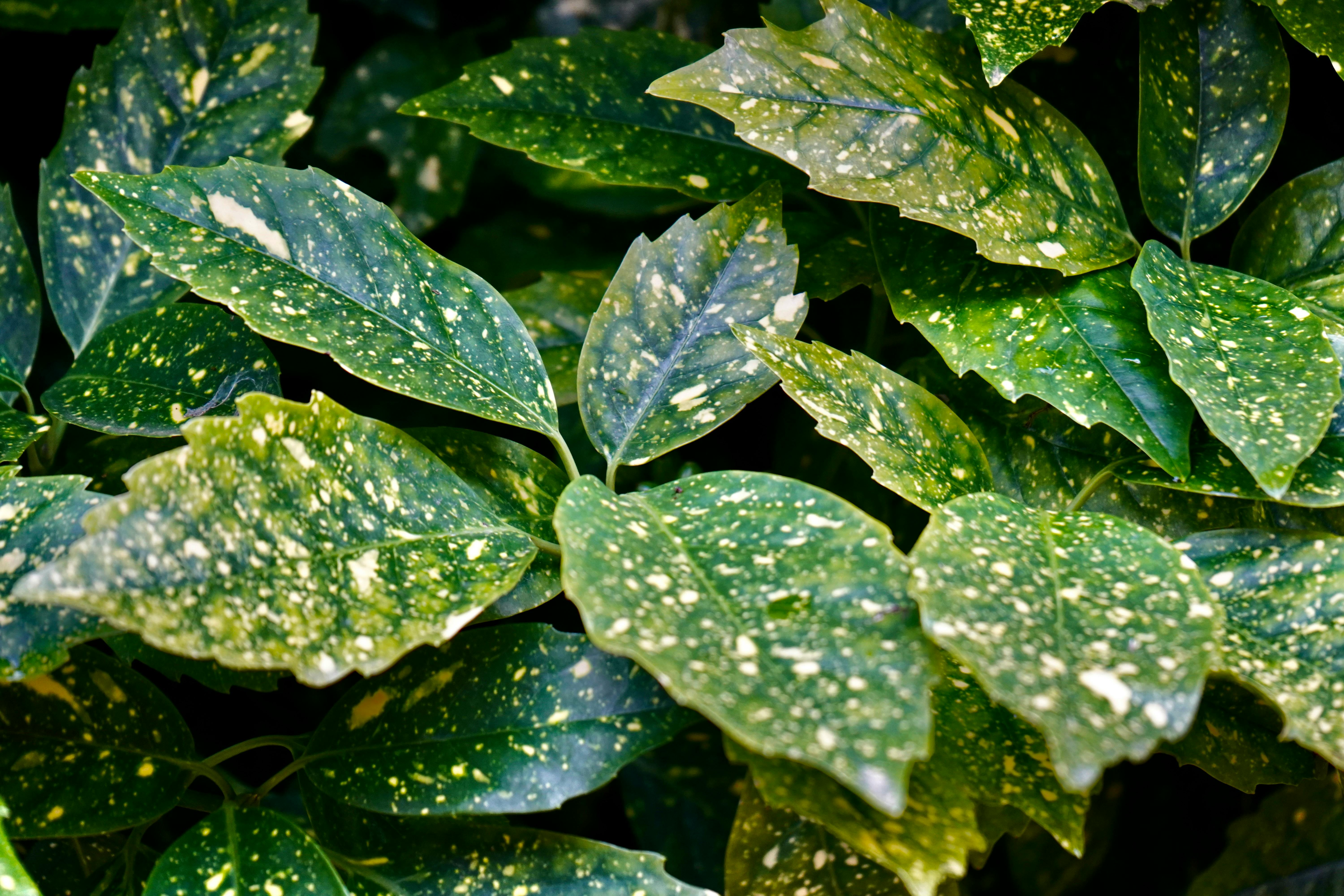 廢茶渣巧妙再利用，打造環保生活新風尚