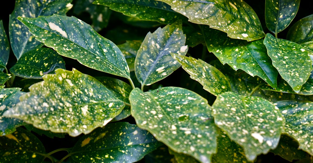 廢茶渣巧妙再利用,打造環保生活新風尚