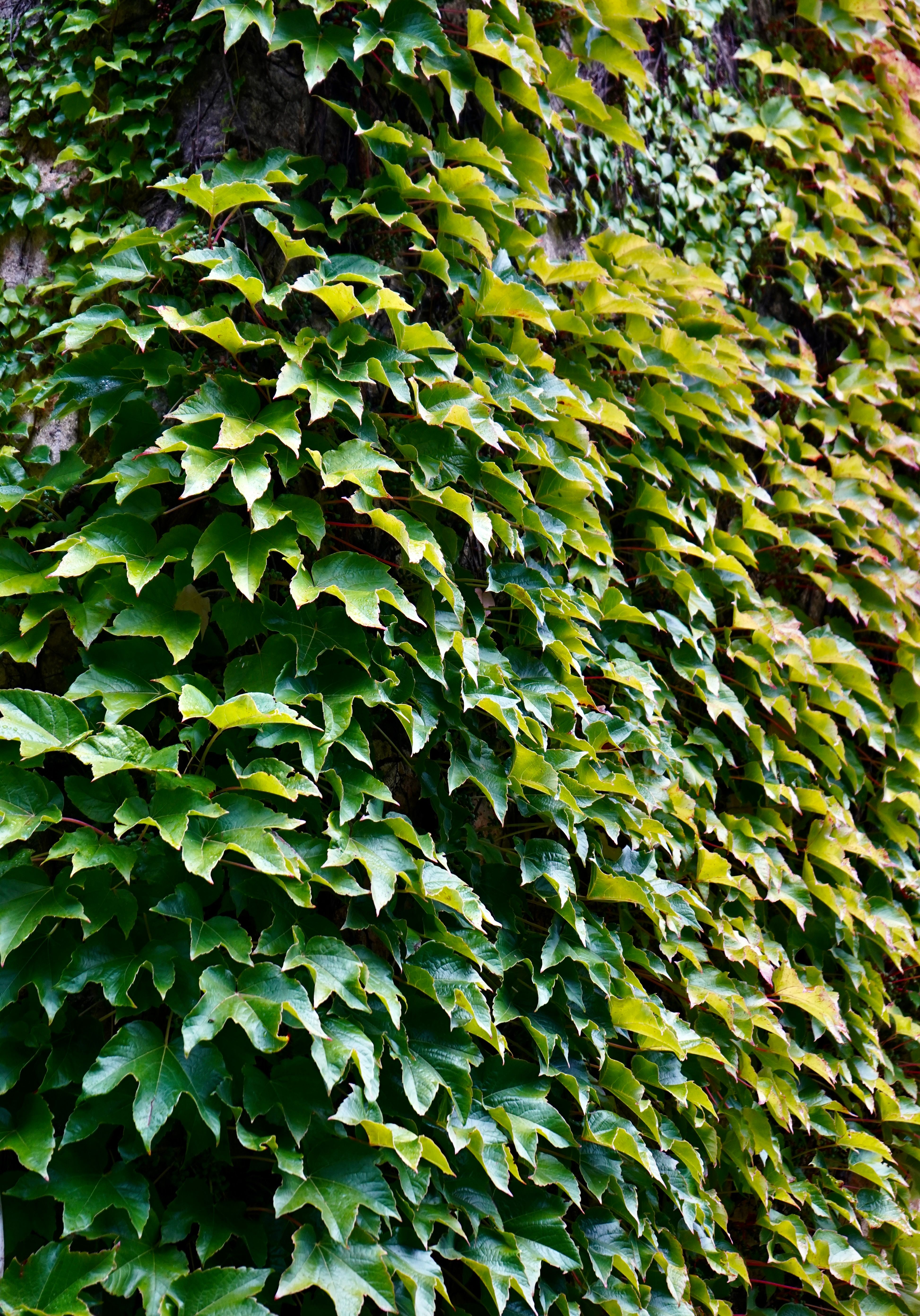 Lush Green Ivy Climbing a Brick Wall Outdoors · Free Stock Photo