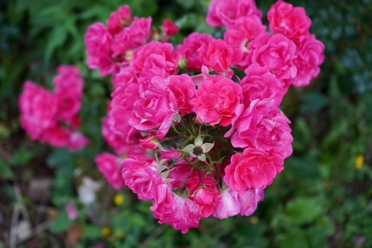Stunning close-up of vibrant pink roses blooming outdoors, showcasing natural beauty.