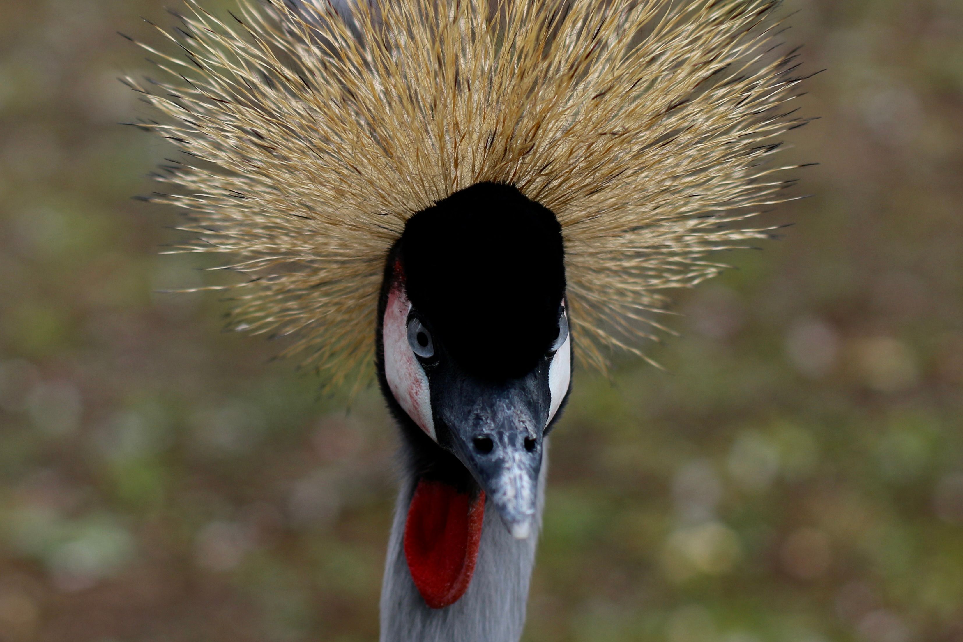 Close-up of a Majestic Grey Crowned Crane Head · Free Stock Photo
